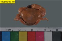 藏品(光輝圓扇蟹)的圖片